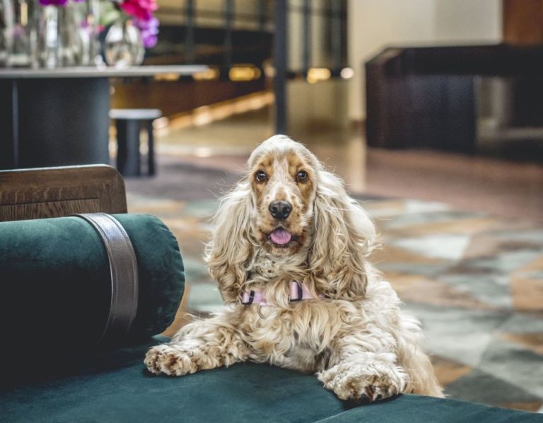 Four Seasons Hotel Sydney Unveils New PetFriendly Package