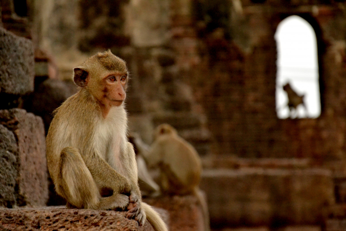 Lopburi